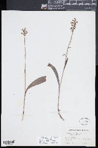 Platanthera clavellata image