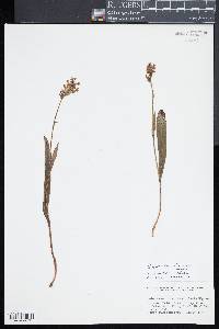 Platanthera clavellata image