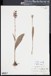 Platanthera clavellata image