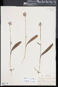 Platanthera clavellata image