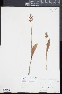 Platanthera clavellata image