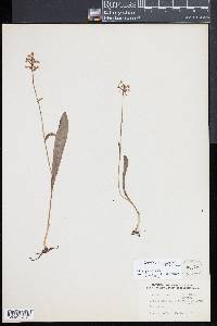 Platanthera clavellata image