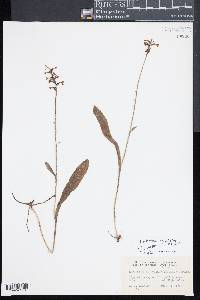 Platanthera clavellata image