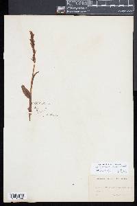 Platanthera flava image