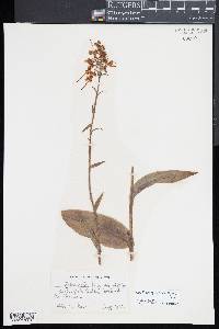 Platanthera grandiflora image