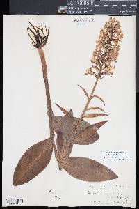 Platanthera grandiflora image