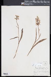 Platanthera lacera image