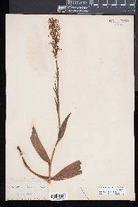 Platanthera lacera image