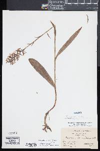 Platanthera lacera image