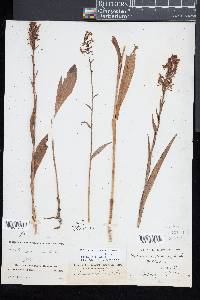 Platanthera lacera image