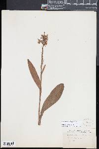 Platanthera lacera image