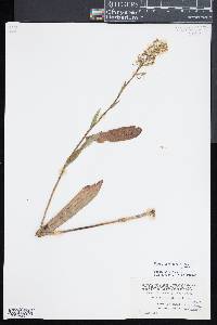 Platanthera lacera image