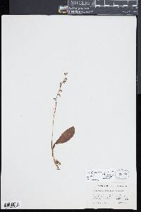 Platanthera obtusata image