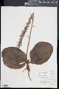Platanthera orbiculata image