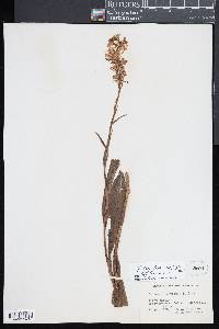 Platanthera psycodes image