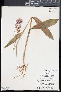 Platanthera psycodes image