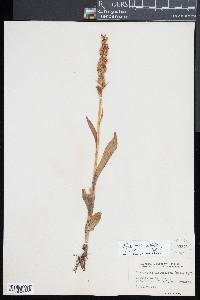 Platanthera stricta image