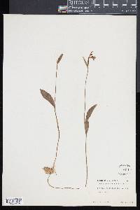 Pogonia ophioglossoides image