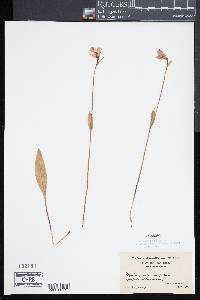 Pogonia ophioglossoides image