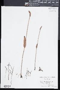 Pogonia ophioglossoides image