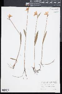 Pogonia ophioglossoides image