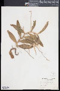 Thrixspermum elongatum image