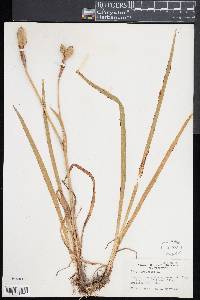 Iris versicolor image