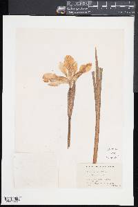 Iris versicolor image