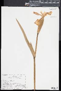 Iris pseudacorus image