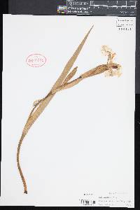 Iris pseudacorus image