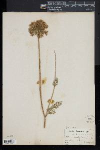 Daucus pusillus image