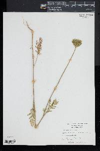 Daucus pusillus image