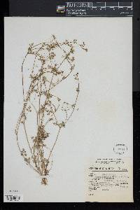 Donnellsmithia biennis image