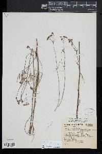 Donnellsmithia juncea image