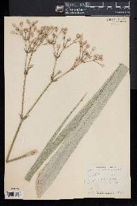 Eryngium pandanifolium image