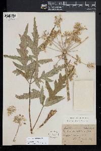 Heracleum sphondylium image