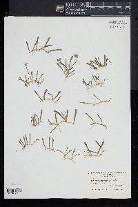 Lilaeopsis chinensis image