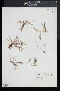 Lilaeopsis chinensis image