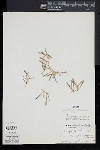 Lilaeopsis chinensis image