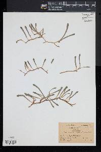 Lilaeopsis chinensis image