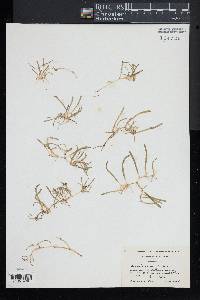 Lilaeopsis chinensis image