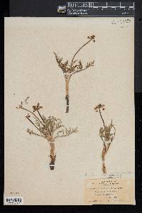 Lomatium nevadense image