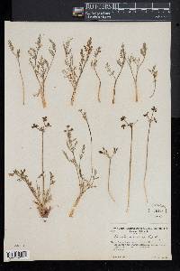 Lomatium torreyi image