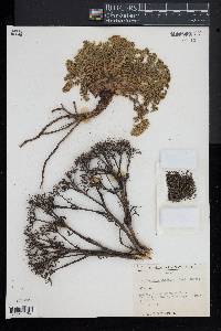 Niphogeton dissecta image