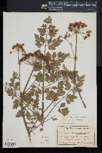 Oenanthe Crocata image