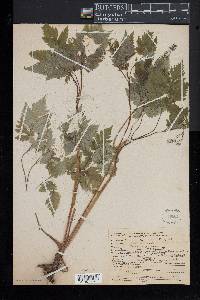 Osmorhiza claytonii image