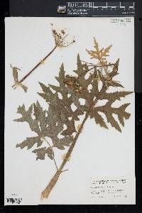 Heracleum sphondylium image