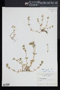 Cerastium fontanum subsp. vulgare image