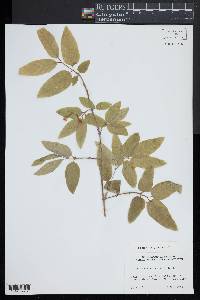 Lonicera canadensis image