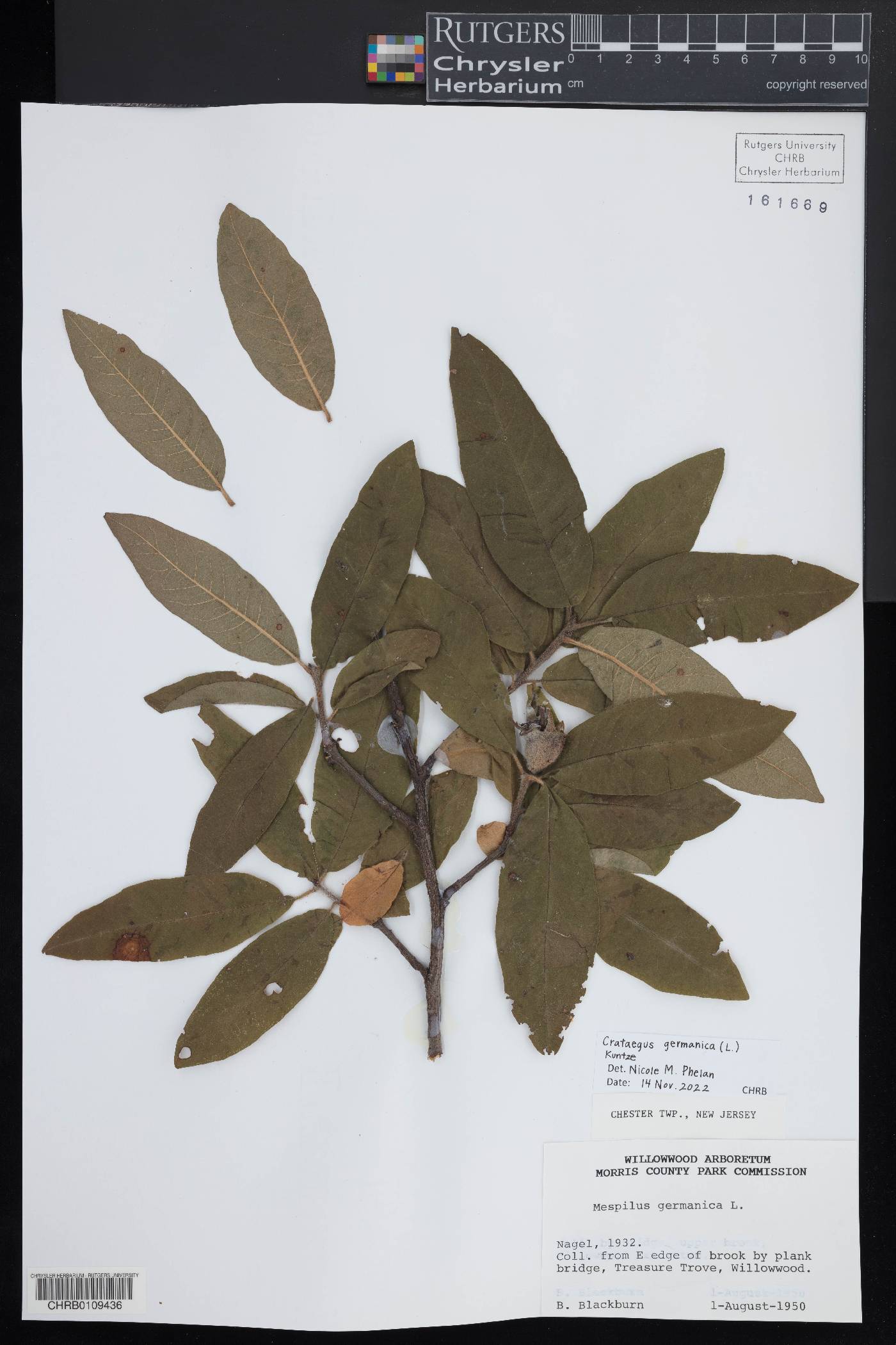 Crataegus germanica image